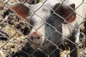  Голям свинекомплекс се кани да съди агенцията по храните