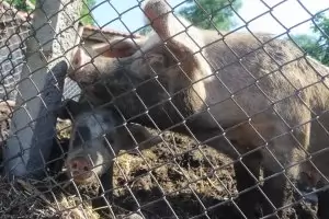 Заразата с африканска чума стигна и до Велинград