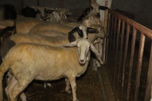 Санитарните власти на Гърция са открили шарка по овцете в