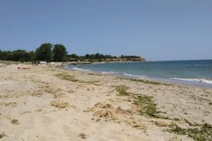 За мистериозна смърт на делфин съобщи днес РИОСВ Варна