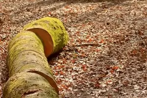 Незаконната сеч е сред най-честите нарушения в горските стопанства в Благоевград