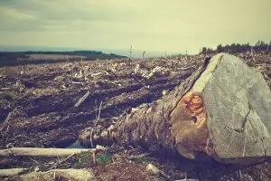 Незаконният 
дърводобив в 
Румъния е за 
над 1 млрд. евро