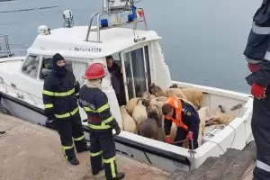 Кораб с над 14 000 овце се преобърна в Черно море