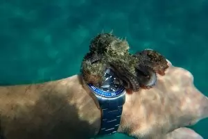 Приказки от голямото синьо в „Подводна зависимост“