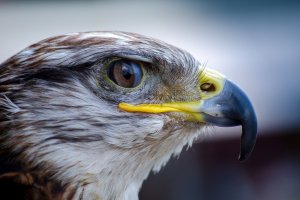 Всяка година по това време българският народ тръпне в очакване