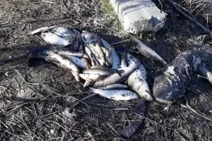 Стотици мъртви риби изплуваха от Марица край Пазарджик