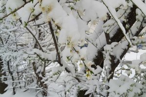 Валежите от последните дни създадоха големи проблеми в две общини