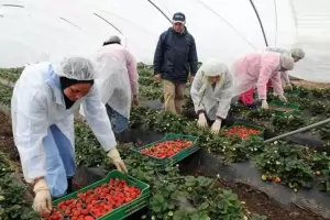 ЕК: България не бива да спира сезонните работници