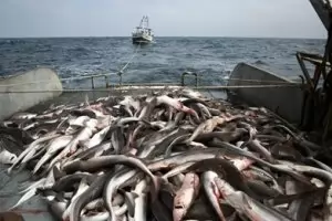 Фирмите за улов и преработка на риба ще бъдат подпомогнати с 16 млн. лв.