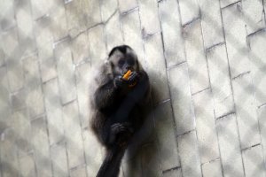 Столична община е възложила на скандалната общинска фирма Чистота Искър