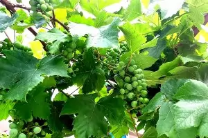 Карантината за българи и румънци ще засегне гроздобера в Италия