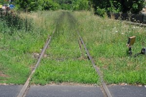 Управляващите в София не се отказват от плана да изсекат