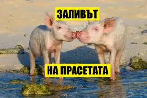 Тишина в Догансарай