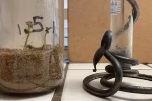 Репички ще растат на Луната