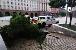 Силна буря повали дървета в София