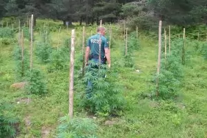 Гранична полиция откри и унищожи нови 1,8 т канабис в Петричко