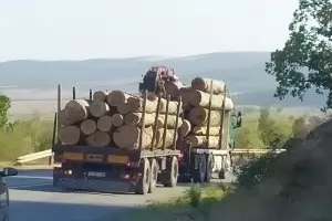 Прокуратурата прати Танева да проверява изсечена вековна гора