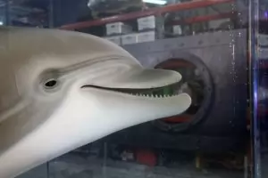 Роботи заменят делфините в аквапарковете