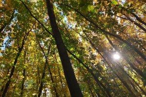 Кметовете на населените места и районите да могат еднолично да