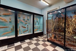 Досега Европейската нощ на музеите която се провежда у нас