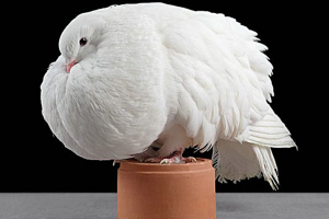 Солиден гълъб с бяло оперение съседи македонци интегрира Изпълнен с благородни