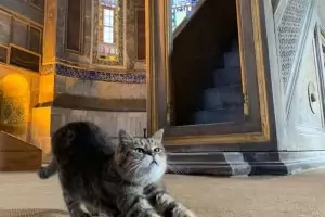 "Света София" остана без котката си талисман