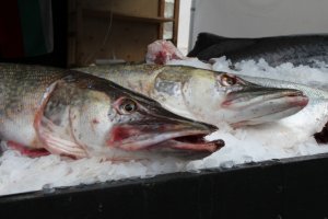 Българска агенция по безопасност на храните БАБХ започва засилени проверки