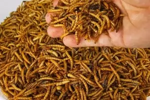 ЕС одобри брашнените червеи за човешка храна
