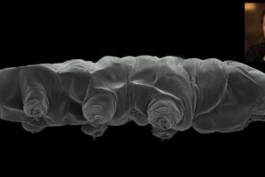 Шведски природоизследователи са направили ново задълбочено проучване на фауната на