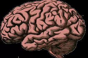 Мозъкът на Homo sapiens се е развил късно