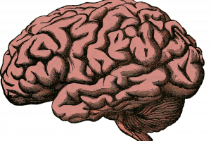 Мозъкът на съвременния човек е много по млад отколкото се смяташе