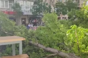 Дърво падна в оживената пешеходна зона на столичната Витошка