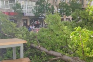 Голямо дърво падна в пешеходната зона на столичния булевард Витоша