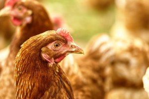 Хасковски села обявиха че се вдигат на бунт заради поредното престъпно