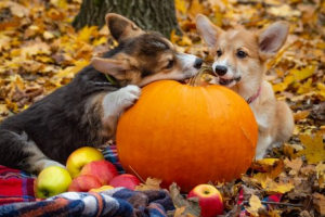 Един овчар излиза час по час да ни разправя врели некипели