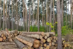 Земеделският министър заповяда спиране на горската сеч
