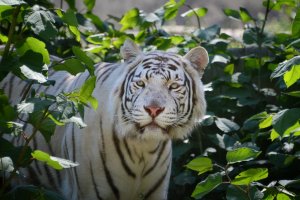 През май Софийската зоологическа градина имаше рожден ден Фердинанд става княз