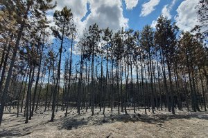 Горски пожари вече два дни бушуват в Сакар планина Вчера преди обяд