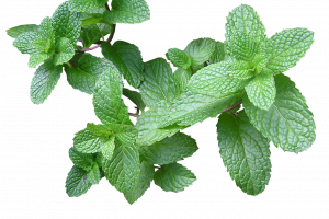 У нас ментата е позната предимно като лековита билка от