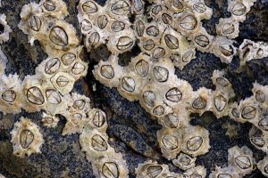 Спирането на кървене от травматично нараняване може да спаси животи