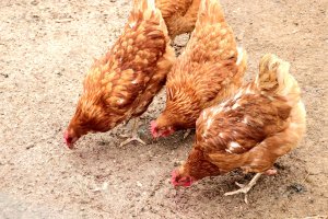 Очаква се днес да започне избиването на около 40 000