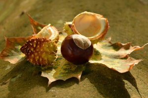 Щом по улиците се натъркалят първите кестени значи есента е