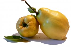 Поради някаква неясна причина дюлята стои в ариергарда на плодовете