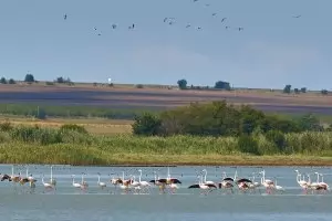 Розово фламинго за пръв път гнезди в България