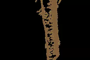 Хрянът - властен, миризлив и загадъчен