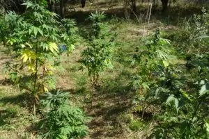 Прокуратурата нареди арест за кандидат-депутата с марихуаната