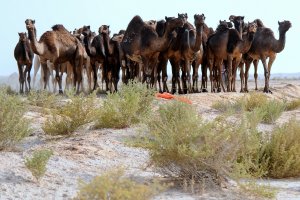 Организаторите на конкурс за красота в Саудитска Арабия отстраниха над