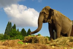 Почина индийската слоница Артайда – най възрастното животно в Софийския зоопарк съобщиха