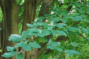 В България се срещат изненадващо много растения от времето на