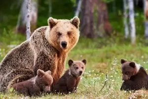 Кафяви мечки подяждат държавния бюджет